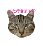 よく使える言葉たち。（個別スタンプ：18）
