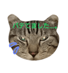 よく使える言葉たち。（個別スタンプ：25）