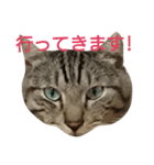 よく使える言葉たち。（個別スタンプ：27）
