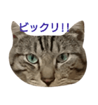 よく使える言葉たち。（個別スタンプ：33）