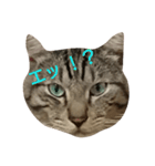 よく使える言葉たち。（個別スタンプ：34）
