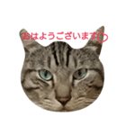 よく使える言葉たち。（個別スタンプ：40）