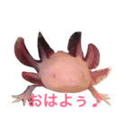 ウパルパ三昧（個別スタンプ：2）