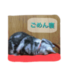 ーネコー（個別スタンプ：3）
