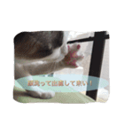ーネコー（個別スタンプ：4）