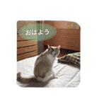 ーネコー（個別スタンプ：6）