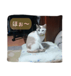 ーネコー（個別スタンプ：9）