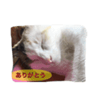 ーネコー（個別スタンプ：10）