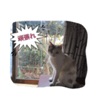 ーネコー（個別スタンプ：11）