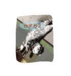 ーネコー（個別スタンプ：15）