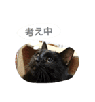 ウチの仲間たち（個別スタンプ：11）