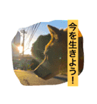 大和田家の柴犬のペロ 〜生きろ！〜編（個別スタンプ：2）