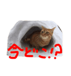 きな子の気持ち（個別スタンプ：1）