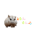 我が家のハムちゃんず（個別スタンプ：3）