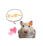 我が家のハムちゃんず（個別スタンプ：4）