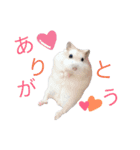 我が家のハムちゃんず（個別スタンプ：5）