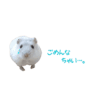 我が家のハムちゃんず（個別スタンプ：6）