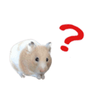 我が家のハムちゃんず（個別スタンプ：8）