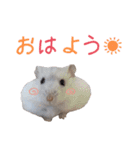 我が家のハムちゃんず（個別スタンプ：9）