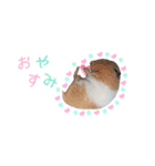 我が家のハムちゃんず（個別スタンプ：10）