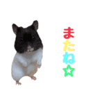 我が家のハムちゃんず（個別スタンプ：12）