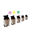 我が家のハムちゃんず（個別スタンプ：15）