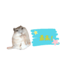 我が家のハムちゃんず（個別スタンプ：16）
