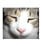 のら猫 てつの日常（個別スタンプ：12）