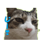 のら猫 てつの日常（個別スタンプ：13）