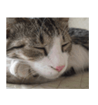 のら猫 てつの日常（個別スタンプ：14）