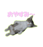 のら猫 てつの日常（個別スタンプ：15）