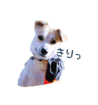 こむぎすたんぷ（個別スタンプ：3）