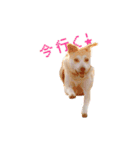 こむぎすたんぷ（個別スタンプ：4）