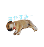 こむぎすたんぷ（個別スタンプ：6）