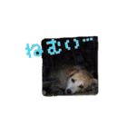 こむぎすたんぷ（個別スタンプ：7）