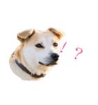 こむぎすたんぷ（個別スタンプ：10）