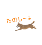 こむぎすたんぷ（個別スタンプ：12）