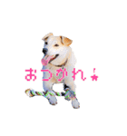 こむぎすたんぷ（個別スタンプ：16）