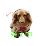 のほほん我が家のワンコたち（個別スタンプ：3）