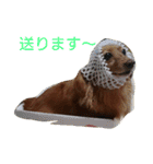 のほほん我が家のワンコたち（個別スタンプ：6）