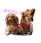のほほん我が家のワンコたち（個別スタンプ：10）