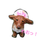 のほほん我が家のワンコたち（個別スタンプ：14）
