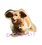 のほほん我が家のワンコたち（個別スタンプ：15）