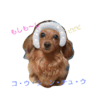 のほほん我が家のワンコたち（個別スタンプ：17）