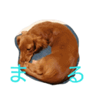 のほほん我が家のワンコたち（個別スタンプ：19）