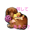 のほほん我が家のワンコたち（個別スタンプ：20）