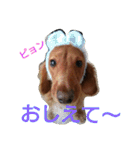 のほほん我が家のワンコたち（個別スタンプ：21）