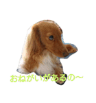 のほほん我が家のワンコたち（個別スタンプ：22）