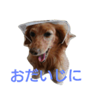 のほほん我が家のワンコたち（個別スタンプ：23）