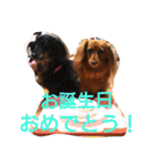 のほほん我が家のワンコたち（個別スタンプ：25）
